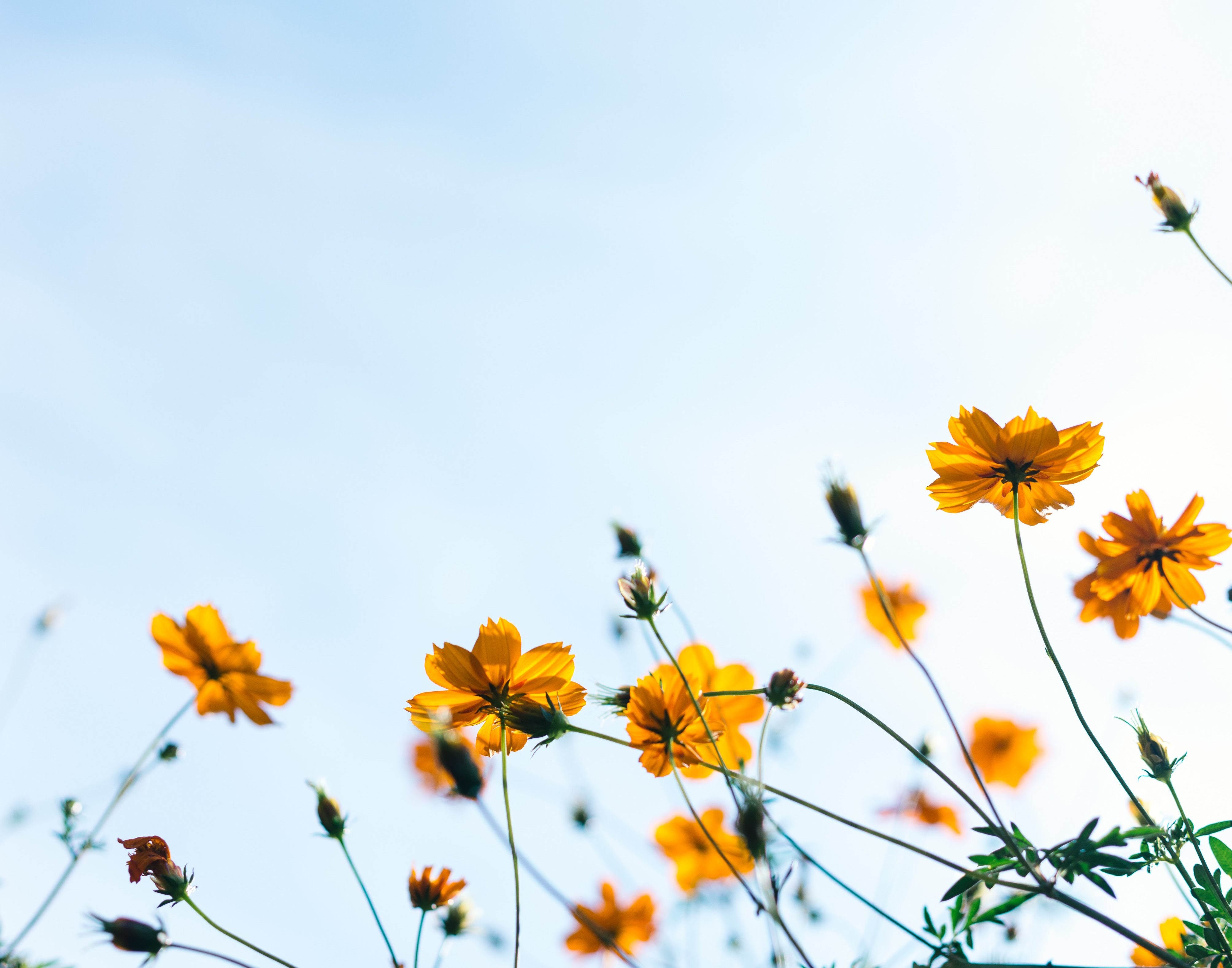 Sunlit wildflowers